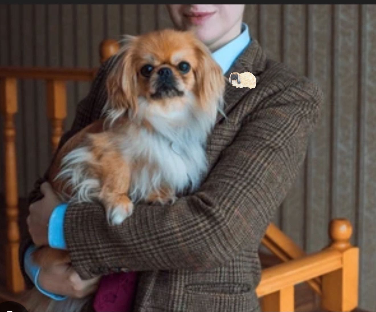 Vintage 1970s Pekingese Dog Brooch Gold Tone Hand Painted Enamel, 1.75x1”