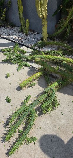 Free cactus cuttings