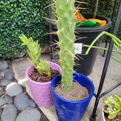 Cactus Plants  $3, $5, $7 Ea.
