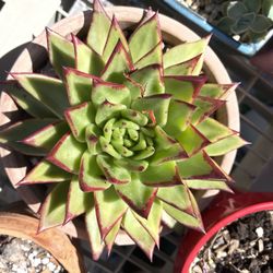 Succulents Echeveria Agavoides 