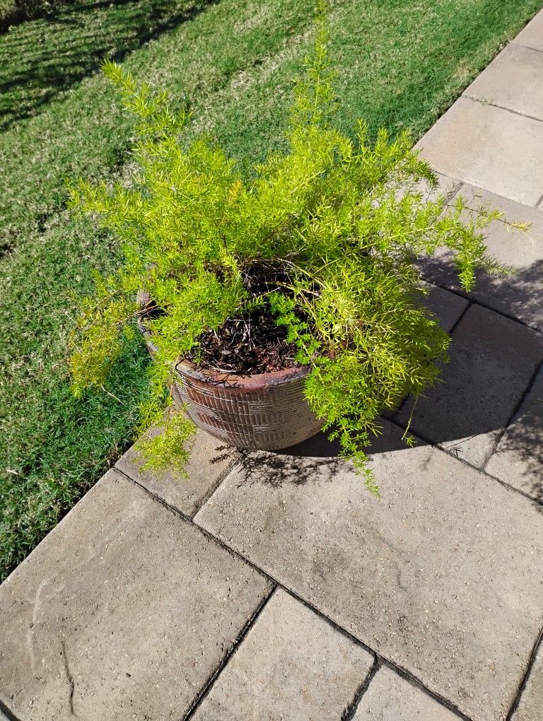Pot and Springeri fern