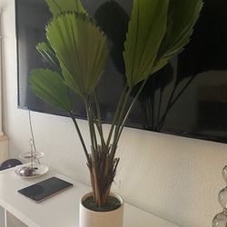 Fake plan decor 