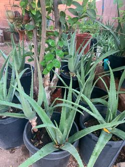 Aloe Vera Garden Patio Plants