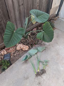 Elephant Ear  (3 for $5)
