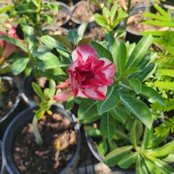 Desert Roses Doble 