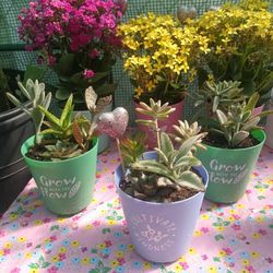Assorted Succulents 