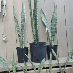 Snake Plants.   Big Ones Are 10 Little  Ones Are 3 Each Or 2 For 5.00