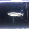 Arowana