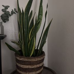 Large Snake Plant 