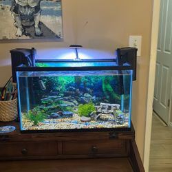 10 Gallon Fish Tank 