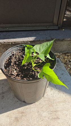Okinawan Sweet Potato Plant
