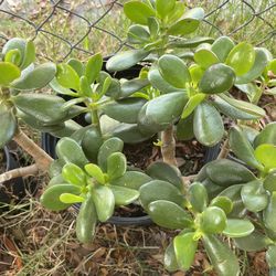 Jade Plants