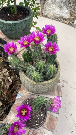 Live Cactus, Fendler’s Hedgehog, Echinocereus fendleri, Ready For Transplant