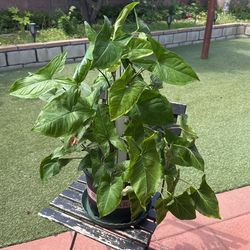 Syngonium podophyllum