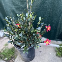 Camelia Blooming Fragrant Flowers Plant, In 5 Gallons Pot Is Outdoor Sun Or Shade Plant Pick Up Only 