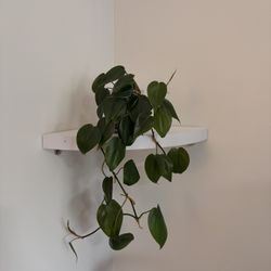 Philodendron hederaceum (2.5in Pot)