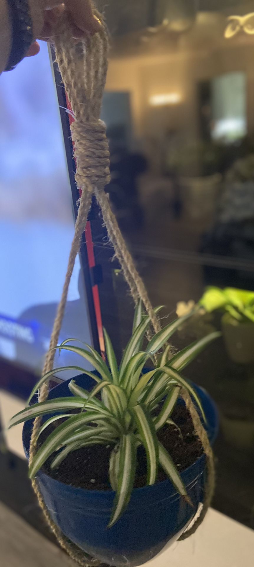 Housplant Spider Plant In A Hanging Pot