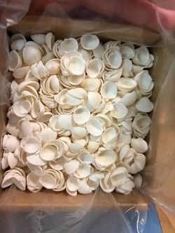 2000 tiny clamrose seashells for crafts & decor vase filler