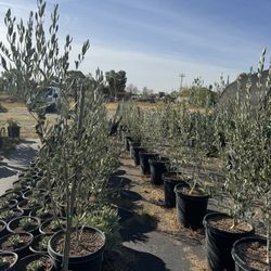 Olive Trees & Pony Tail Palms & Succulents 