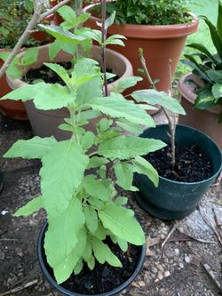 Indian Basil / Tulsi