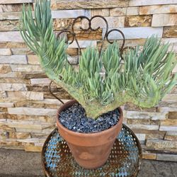 Desert Plant 