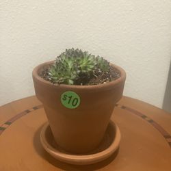 Sempervivum In Mess Free Terracotta Pot