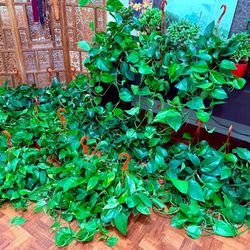 🌿SUPER🌿SUPER🌿HEALTHY ♥️Golden Pothos 🙏PLS READ DESCRIPTION