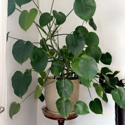 Monstera Deliciosa In Large Ceramic Planter