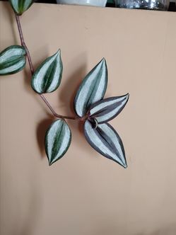 Deep Purple Striped Tradescantia Zabrina plant/ indoor plant/ house plant flower patio garden