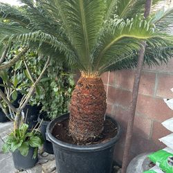 Plant For Sale