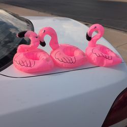 Drinking Holding Floating Flamingos