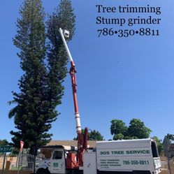 Tree Trimming 