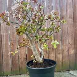 Large Jade Plant