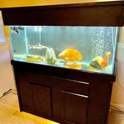 75 Gallon Fish Tank With Nice Cabinet .