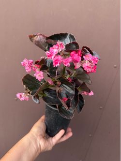 4” different begonias