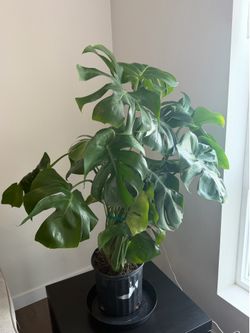 MONSTERA Deliciosa PLANT 3-gallon pot 3ft tall SPLIT LEAF PLANT