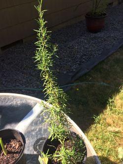 Rosemary plant