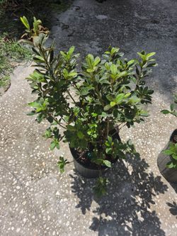 Azalea Plant