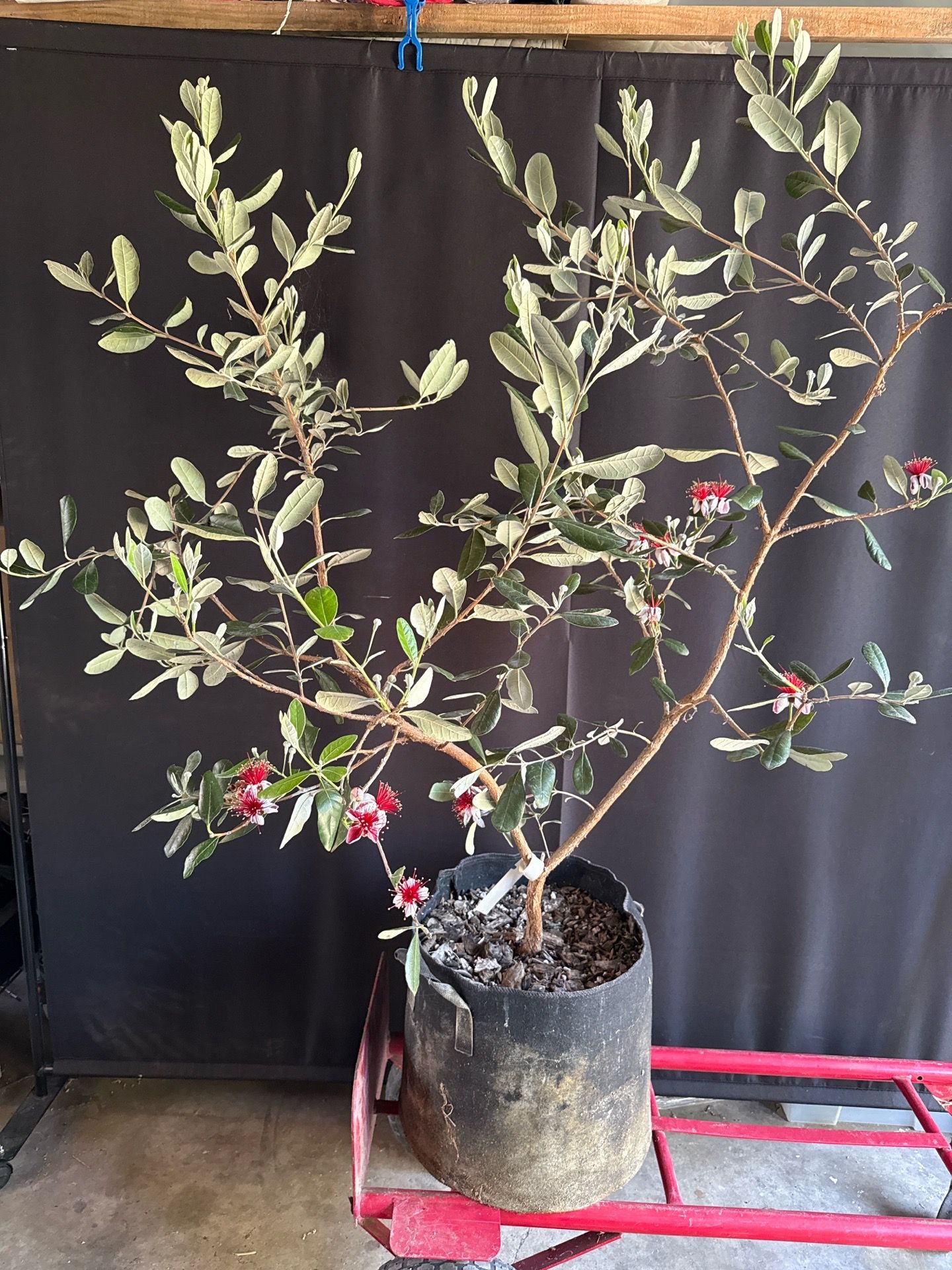 Pineapple Guava, feijoa plant (Acca sellowiana)