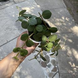 4” Peperomia Hope