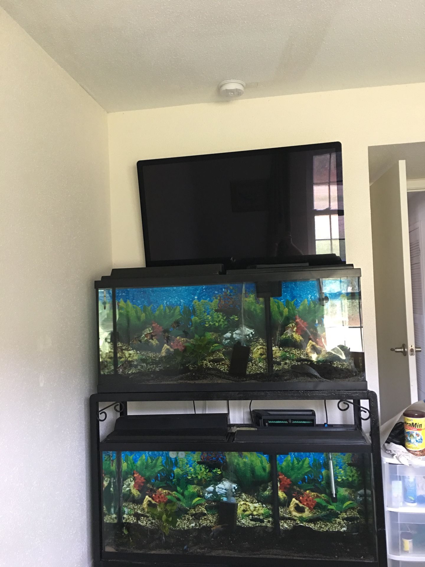 Two 55 gal fish tanks with iron stand