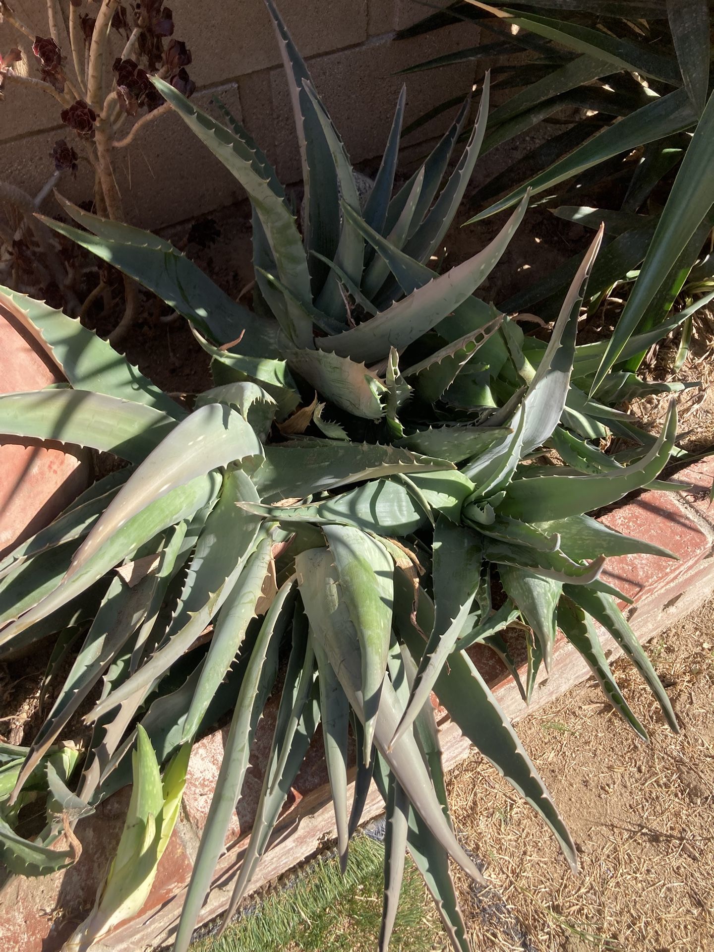 **FREE ** Aloe Vera Plants
