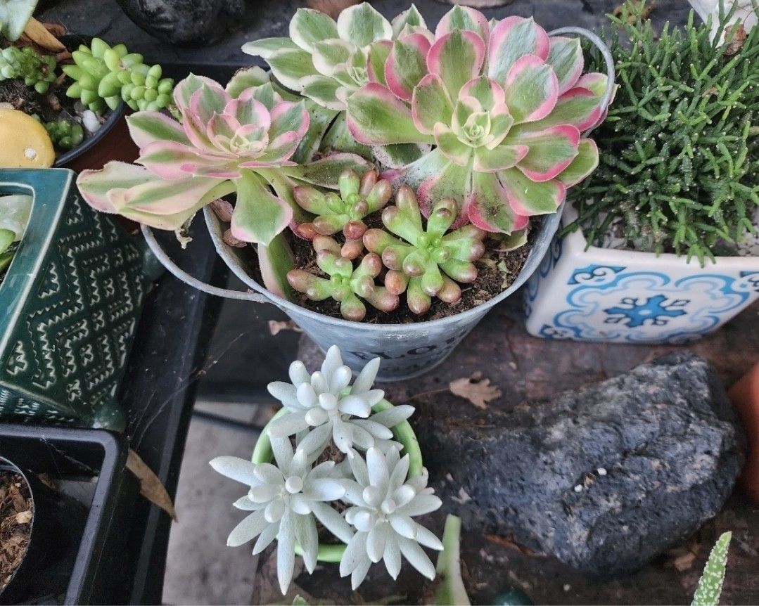 TODAY. PLANT SALE IN SAN LORENZO. SUNDAY. 1230 TO 430