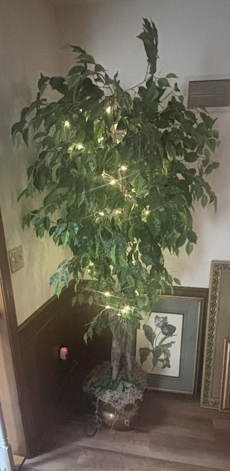 Decorative plant