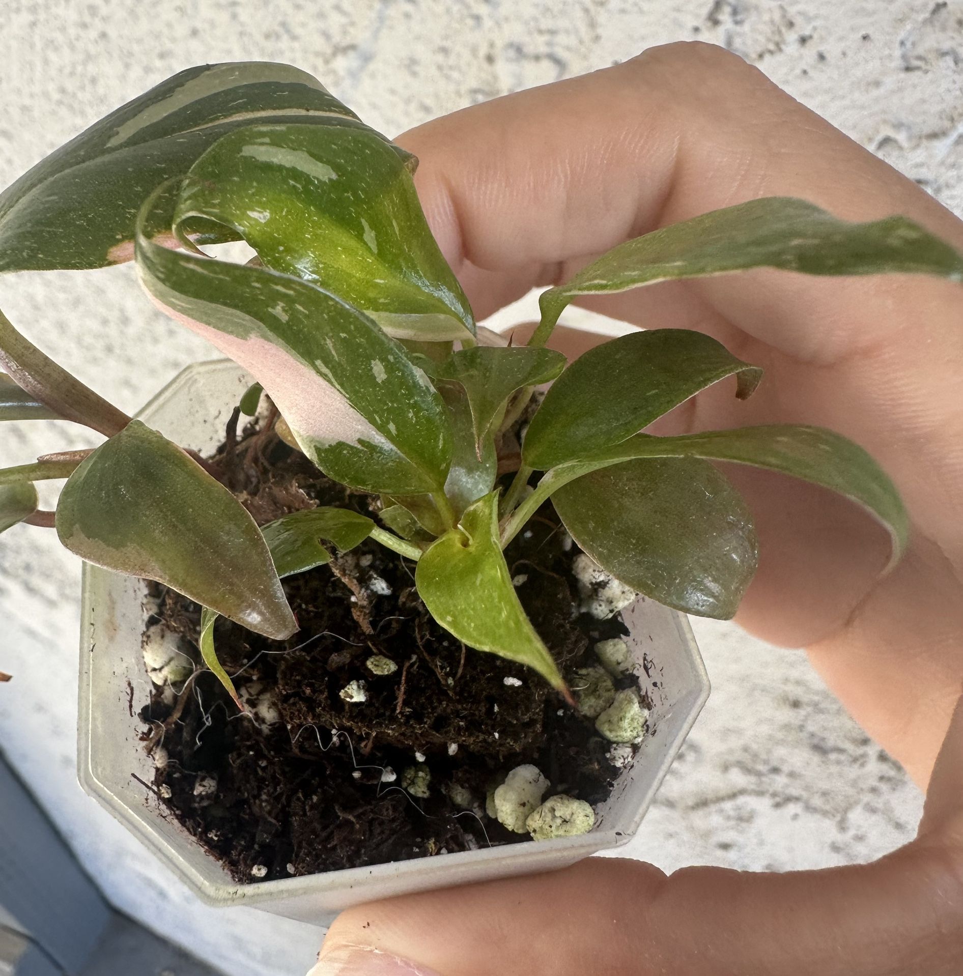 Philodendron Tricolor Princess