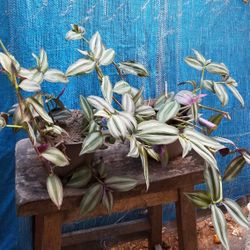 Wondering Jew Plant. Planta DE Judio 