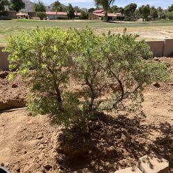 FREE landscape Plants