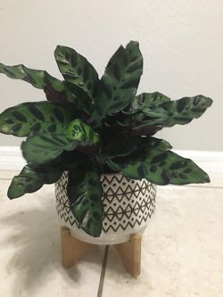 Rattlesnake Calathea in white ceramic vase with stand 🌱💚