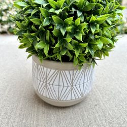 Decorative Plant