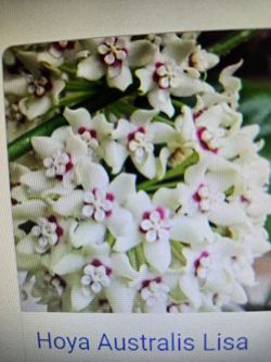 Hoya Australus Lisa, Big Pot